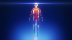 Male anatomical medical scan in loop